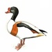 Галагаз (Common Shelduck, Tadorna tadorna)