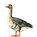 Білолоба гуска (White-fronted goose, Anser albifrons)