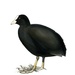 Лиска (Coot, Fulica atra )