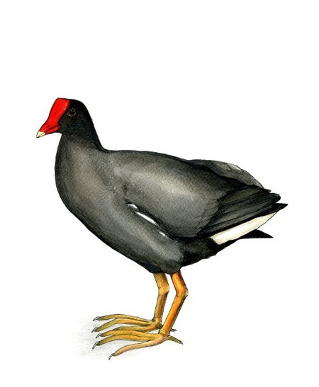Водяна курочка (Common moorhen, Gallinula chloropus )